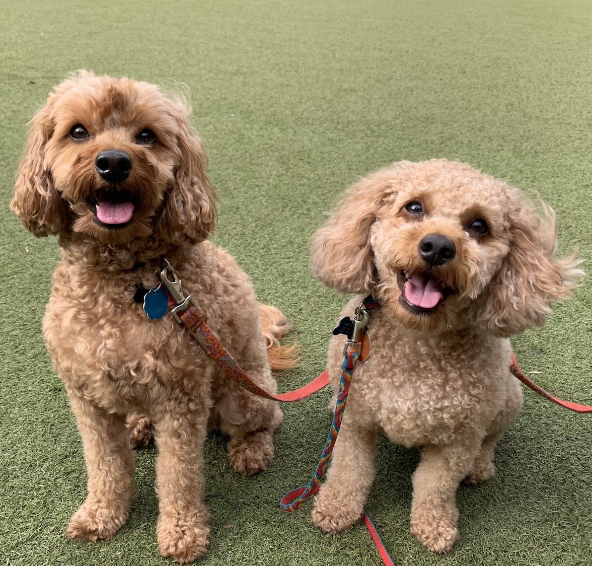 Photo of two precious golden doodle dogs